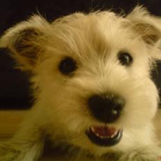 West highland white terrier Boris