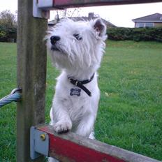 West highland white terrier Boris