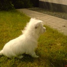 West highland white terrier Boris