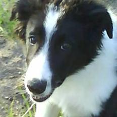 Border collie lucca * solgt :`( *
