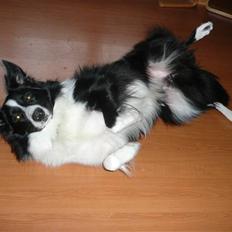 Border collie lucca * solgt :`( *