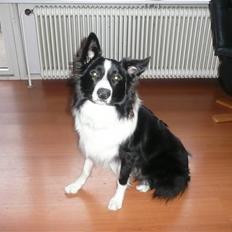 Border collie lucca * solgt :`( *