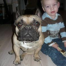 Fransk bulldog Ludvig