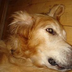 Golden retriever Viktor