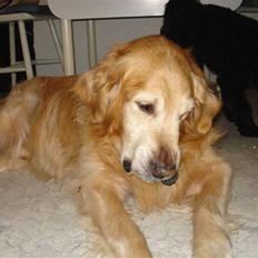 Golden retriever Viktor