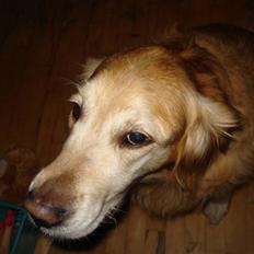Golden retriever Viktor