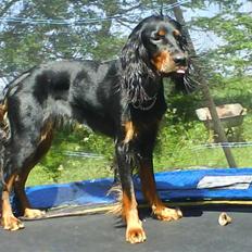 Gordon setter jacky... love she!!! <3