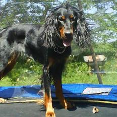 Gordon setter jacky... love she!!! <3