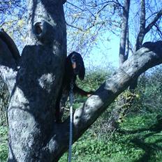 Gordon setter jacky... love she!!! <3