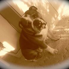 Engelsk bulldog MANSE