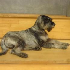 Riesenschnauzer Figge --død--
