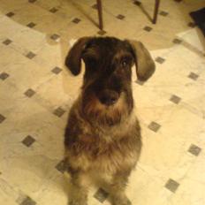 Riesenschnauzer Figge --død--