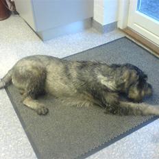 Riesenschnauzer Figge --død--