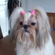Shih tzu Nellie