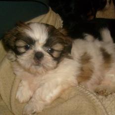 Shih tzu Nellie