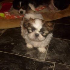 Shih tzu Nellie