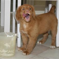 Nova scotia duck tolling retriever Mushu
