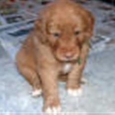 Nova scotia duck tolling retriever Mushu