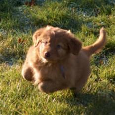Nova scotia duck tolling retriever Mushu