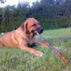 Mastiff Reja