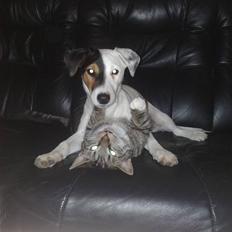 Jack russell terrier Morgan