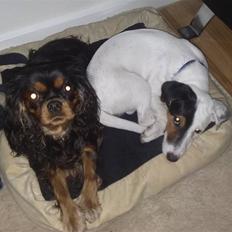 Jack russell terrier Morgan