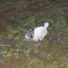 Grønlandshund Tromle