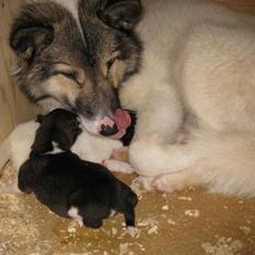 Grønlandshund Tromle