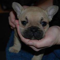 Fransk bulldog Almirah