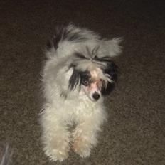 Chinese crested powder puff Zhu Mu Yo