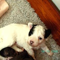 Chinese crested powder puff Zhu Mu Yo