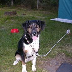 Blanding af racer bamse død 2009!