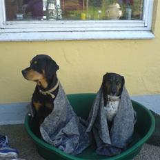 Blanding af racer bamse død 2009!