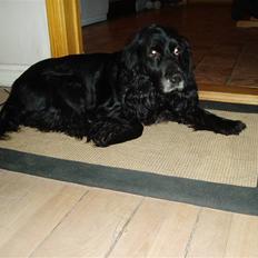 Cocker spaniel Josse
