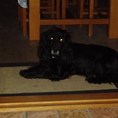 Cocker spaniel Josse