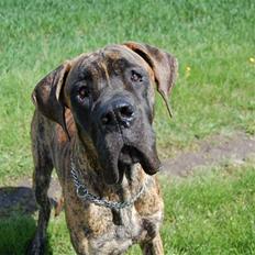 Grand danois Conrad - RIP <3