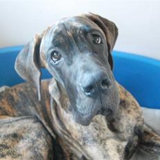 Grand danois Conrad - RIP <3