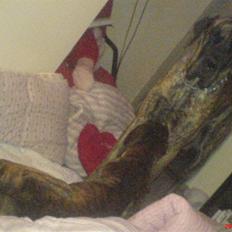 Grand danois Conrad - RIP <3