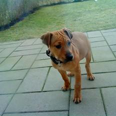 Blanding af racer Tøsen 