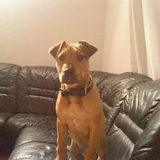 Blanding af racer Tøsen 