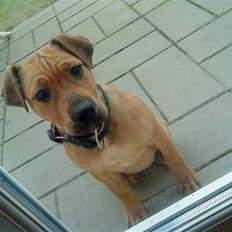 Blanding af racer Tøsen 