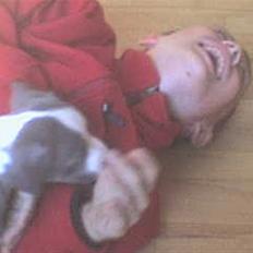 Amerikansk staffordshire terrier Misha