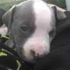 Amerikansk staffordshire terrier Misha