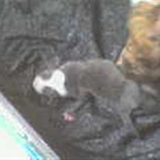 Amerikansk staffordshire terrier Misha