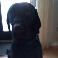 Labrador retriever oscar