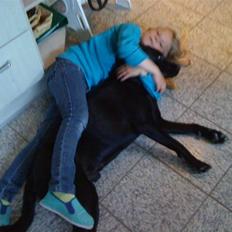 Labrador retriever oscar