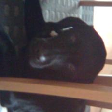 Labrador retriever oscar