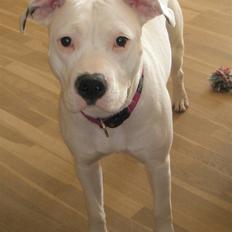 Amerikansk staffordshire terrier Cousy