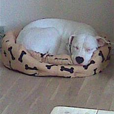 Amerikansk staffordshire terrier Cousy