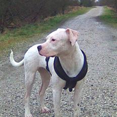 Amerikansk staffordshire terrier Cousy